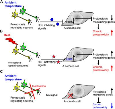 Regulation of the proteostasis network by the neuronal system